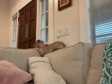 Krazyykat live cam preview — dirtytalk — age 0